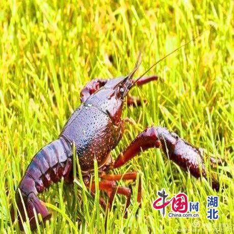 와이즈 스포츠 와이즈 스포츠 토토