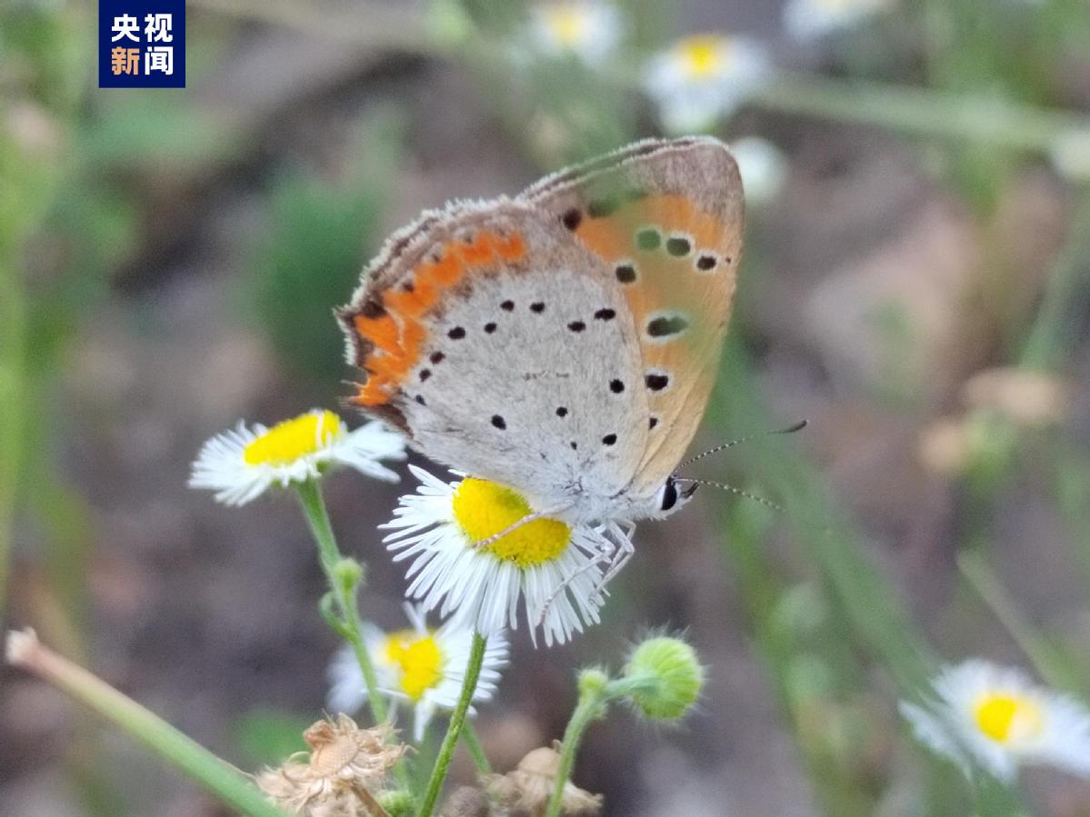보스 보스 토토