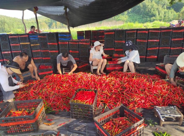 보스 토토