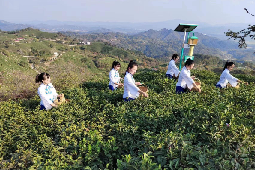 보스 토토